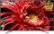 Sony - 85" Class - LED - X850G Series - 2160p - Smart - 4K UHD TV with HDR-Front_Standard