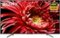 Sony - 65" Class X850G Series LED 4K UHD Smart Android TV-Front_Standard