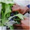 Lettuce Grow - Farmstand 24-Pod - White-Alt_View_Standard_17