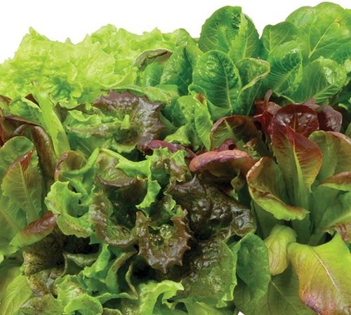AeroGarden - Heirloom Salad Greens (9-Pod) - Green