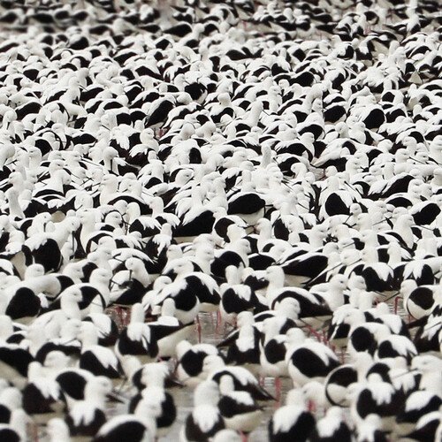 

Flood [LP] - VINYL