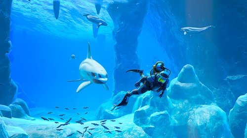Nintendo Endless Ocean Luminous - Nintendo Switch – OLED Model, Nintendo Switch, Nintendo Switch Lite WORLDWIDE DELIVERY