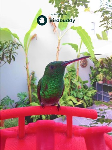Bird Buddy Smart Hummingbird Feeder with Solar Roof - White BUY IN SINGAPORE
