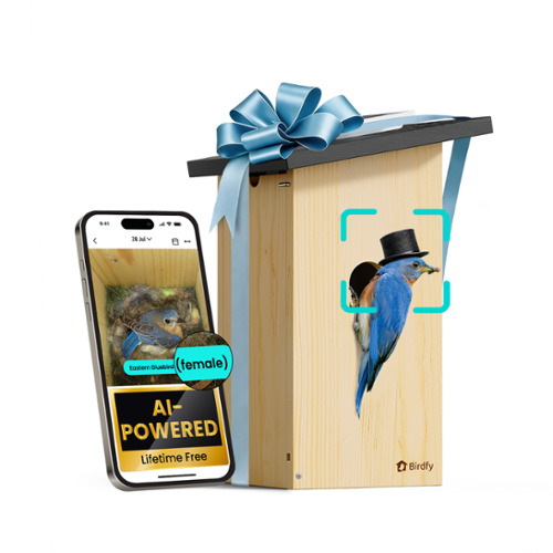 BIRDFY - Smart Bird House Camera Ebony, AI Bird ID Lifetime Free, Solar Panel, Gift for Bird Lovers&Outdoor Birdwatching - Natural Wood Finish & Black-Front_Standard 