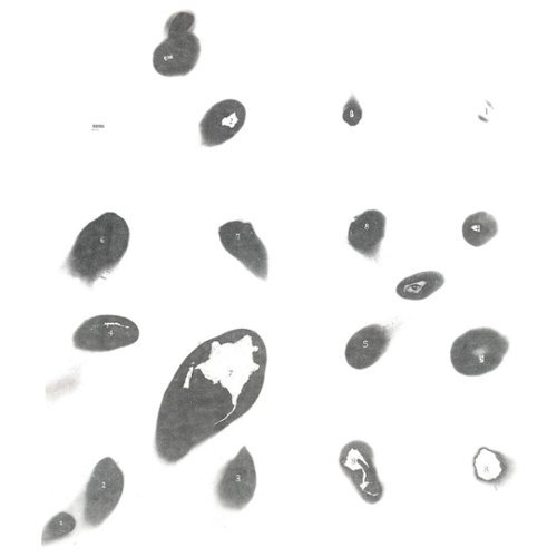 

Untitled White Album [LP] - VINYL