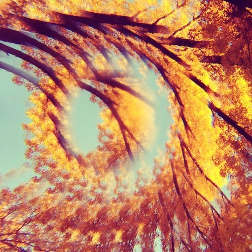 Forest Bathing [LP] - VINYL