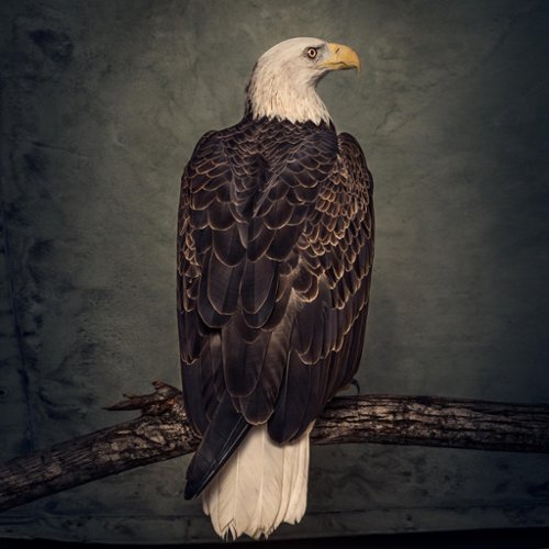  Book of Bad Decisions [LP] - VINYL