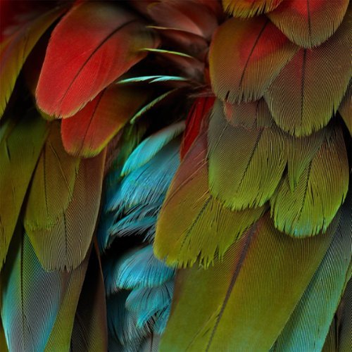 

Celebration [LP] - VINYL