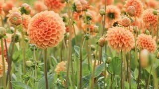 Samsung QN900C Feature Video video 1 minutes 27 seconds