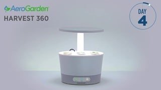 Time Lapse of Herbs Growth video 0 minutes 11 seconds