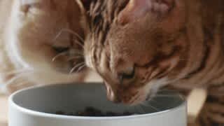 Petlibro RFID One App Control Feeder Video video 0 minutes 56 seconds