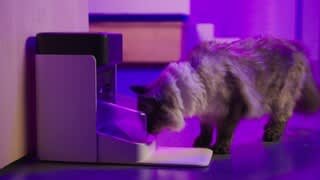 Using the PETLIBRO One RFID Pet Feeder in Multi-Pet Homes video 0 minutes 59 seconds
