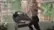 Commercial 2450 Treadmill-Product Overview video 1 minutes 47 seconds