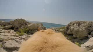 GoPro Fetch Demo video 0 minutes 51 seconds
