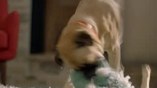 Neato Robotics Botvac App-Controlled Robot Vacuum video 1 minutes 32 seconds