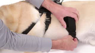 GoPro Fetch Tutorial video 1 minutes 38 seconds