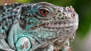 Sony FE 70-200mm F4 Macro G OSS II Lens Overview Video video 2 minutes 51 seconds