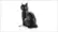 Tuxedo Cat 21349 video 0 minutes 07 seconds