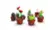 Tiny Plants 10329 video 0 minutes 07 seconds