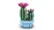 Flowering Cactus 11509 video 0 minutes 07 seconds