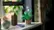 Peace Lily 11504 video 0 minutes 30 seconds