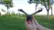 Falcon Mini Drone Demonstration video 0 minutes 29 seconds