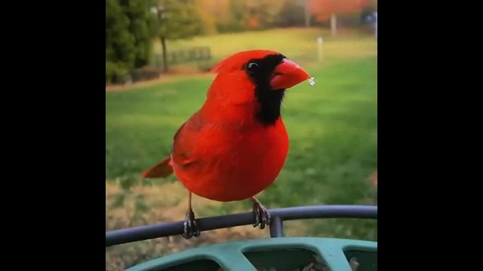 Feeder 2 - Cardinal View video 0 minutes 23 seconds