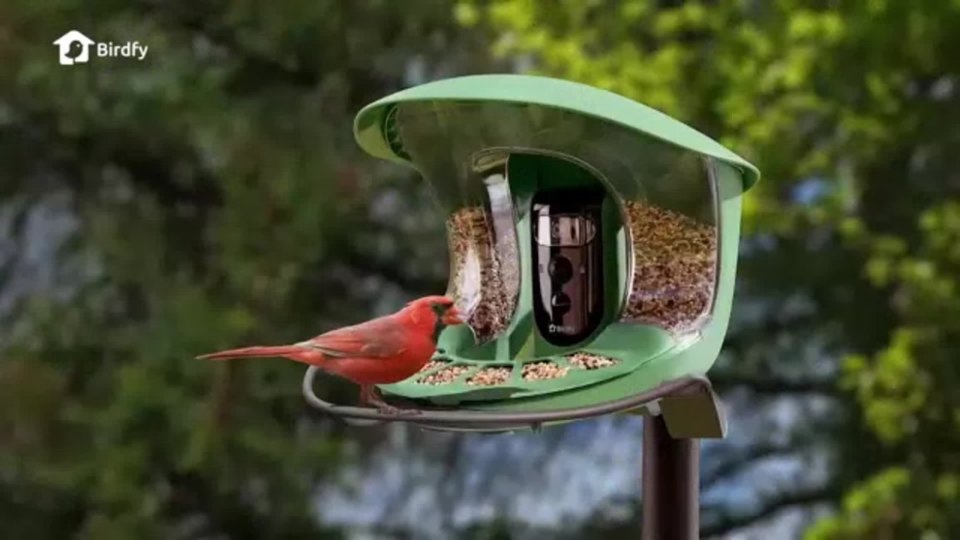 Birdfy Smart Wild Bird Feeder Video video 0 minutes 29 seconds