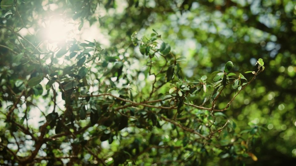 CRE-E10 Monica Sigmon Testimonial Video video 1 minutes 00 seconds