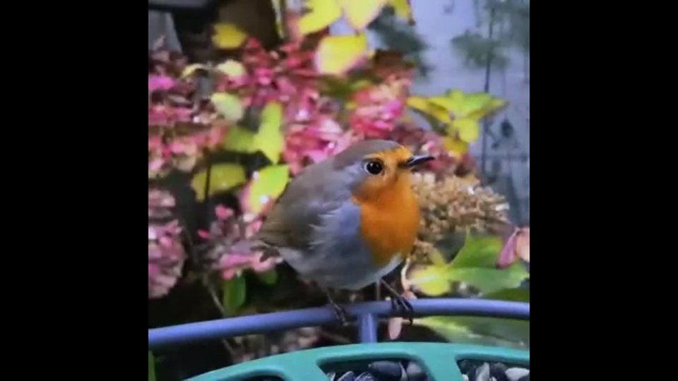 Feeder 2 Bird Watch video 0 minutes 20 seconds