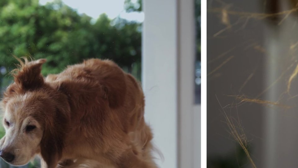 Pet Tool+ video 0 minutes 09 seconds