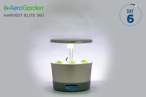 Time Lapse of Flowers Growth video 0 minutes 11 seconds