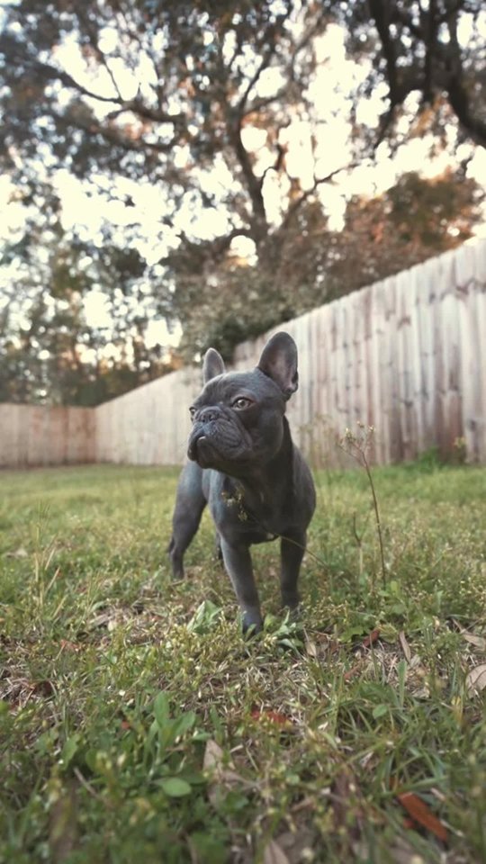 Creator Pick: Cutting Your Lawn Seamlessly with the Greenworks Mower video 0 minutes 21 seconds